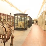 Sala del Museo Storico di Zoologia